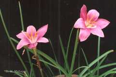 Zephyranthes grandiflora
